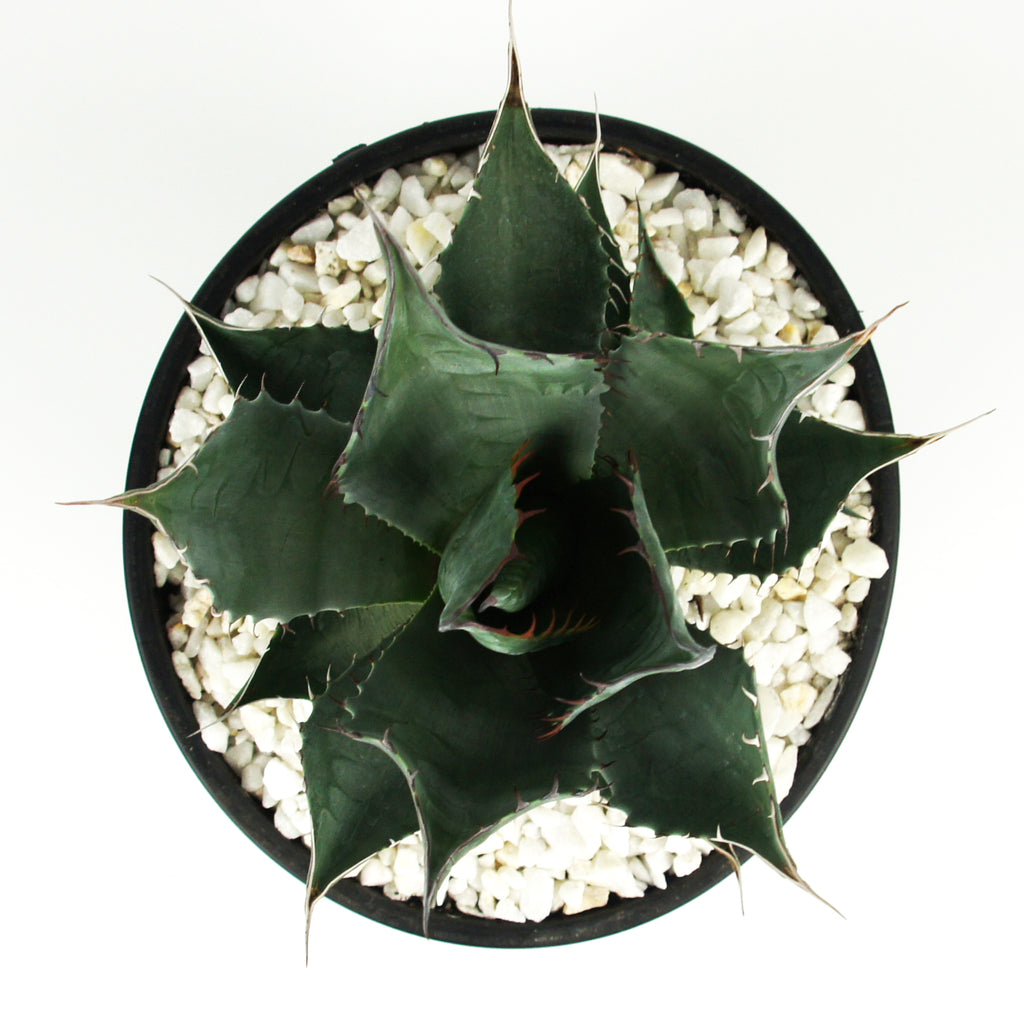 Top-down view of Agave parrasana, also known as Desert Rose Agave, showcasing its tight, solitary rosette of grey leaves with intricate, backward and forward-facing marginal teeth. The leaves taper to a grey-brown terminal spine, with distinct bud imprints visible on each leaf.