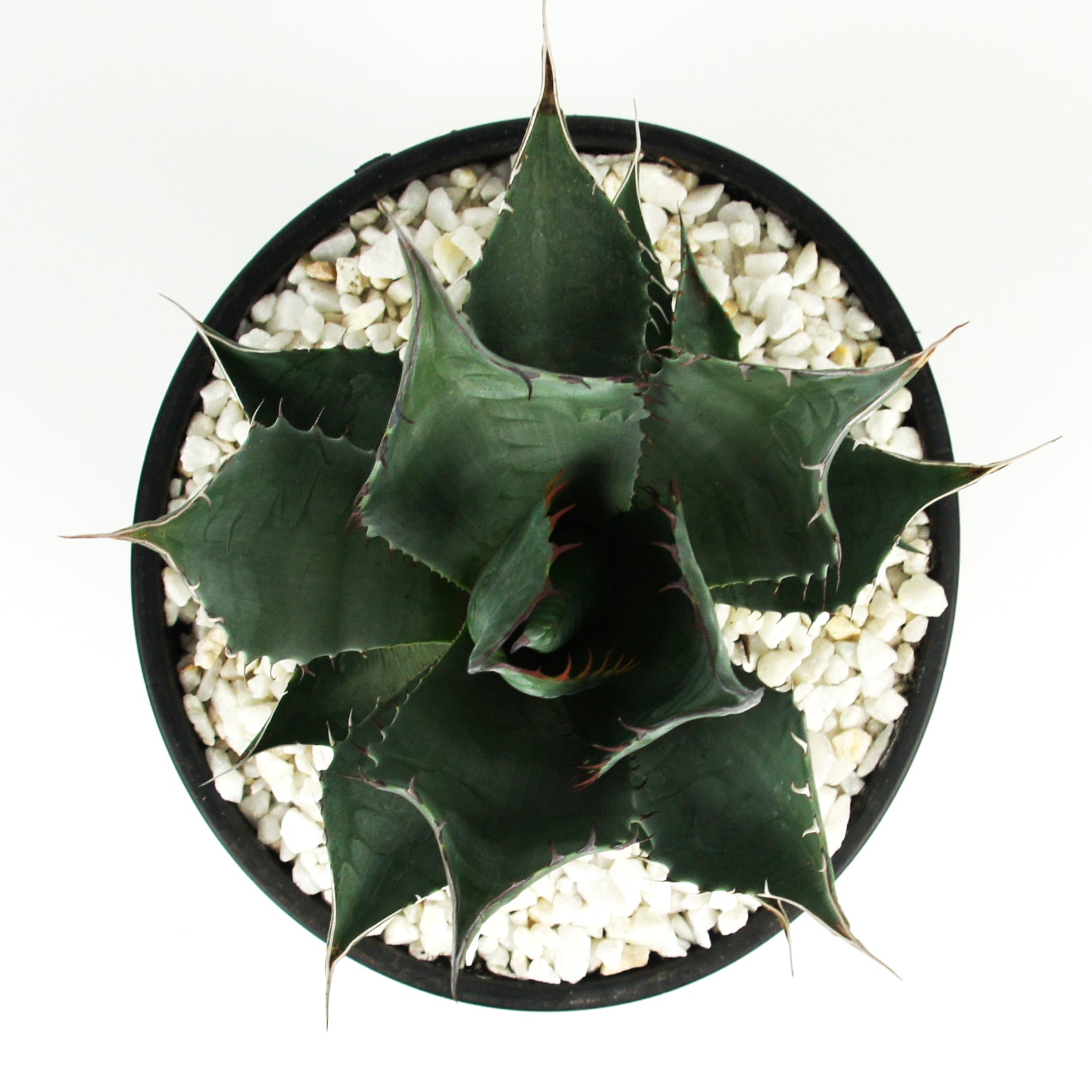 Agave Collection – Happy Valley Plants