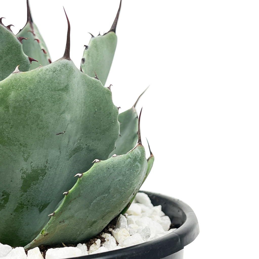 Close-up of Agave parryi 'truncata' (Artichoke Agave), showcasing its broad, powder-blue leaves with dark, wavy terminal spines. The leaves form a compact rosette, with sharp, black spines accentuating the edges. This plant grows to 3-4 feet high and wide, thriving in full sun to part shade and requiring well-drained soil. It is hardy in USDA zones 7-11.







