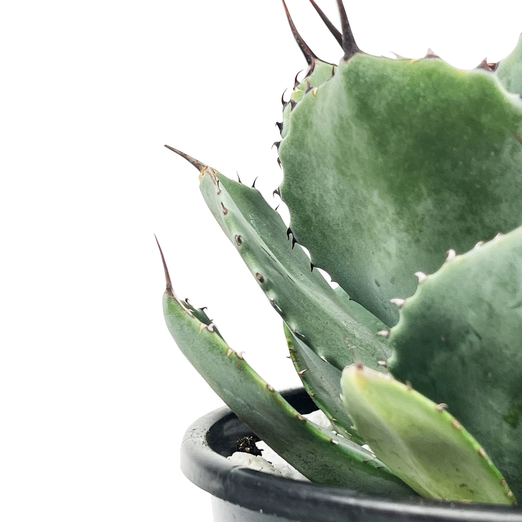 Close-up of Agave parryi 'truncata' (Artichoke Agave), showcasing its broad, powder-blue leaves with dark, wavy terminal spines. The leaves form a compact rosette, with sharp, black spines accentuating the edges. This plant grows to 3-4 feet high and wide, thriving in full sun to part shade and requiring well-drained soil. It is hardy in USDA zones 7-11.




Close-up of Agave parryi 'truncata' (Artichoke Agave), showcasing its broad, powder-blue leaves with dark, wavy terminal spines. The leaves form a co

