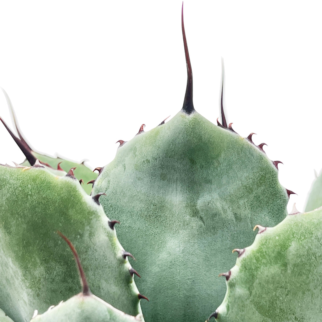 Close-up of Agave parryi 'truncata' (Artichoke Agave), showcasing its broad, powder-blue leaves with dark, wavy terminal spines. The leaves form a compact rosette, with sharp, black spines accentuating the edges. This plant grows to 3-4 feet high and wide, thriving in full sun to part shade and requiring well-drained soil. It is hardy in USDA zones 7-11.






