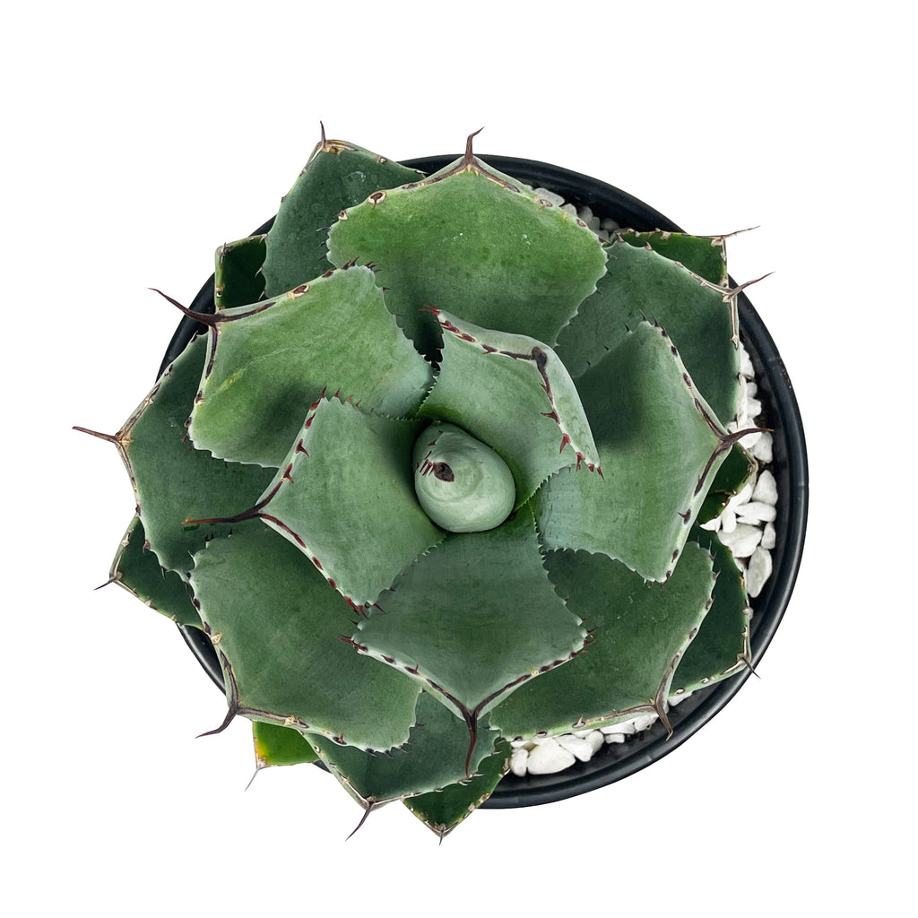 Top-down view of Agave parryi 'truncata' (Artichoke Agave), displaying its rosette of broad, powder-blue leaves with black, wavy terminal spines. The leaves form a symmetrical, artichoke-like pattern, with the plant growing to 3-4 feet high and wide. It thrives in full sun to part shade and prefers well-drained soil, making it perfect for landscapes, containers, or garden beds in USDA hardiness zones 7-11.









