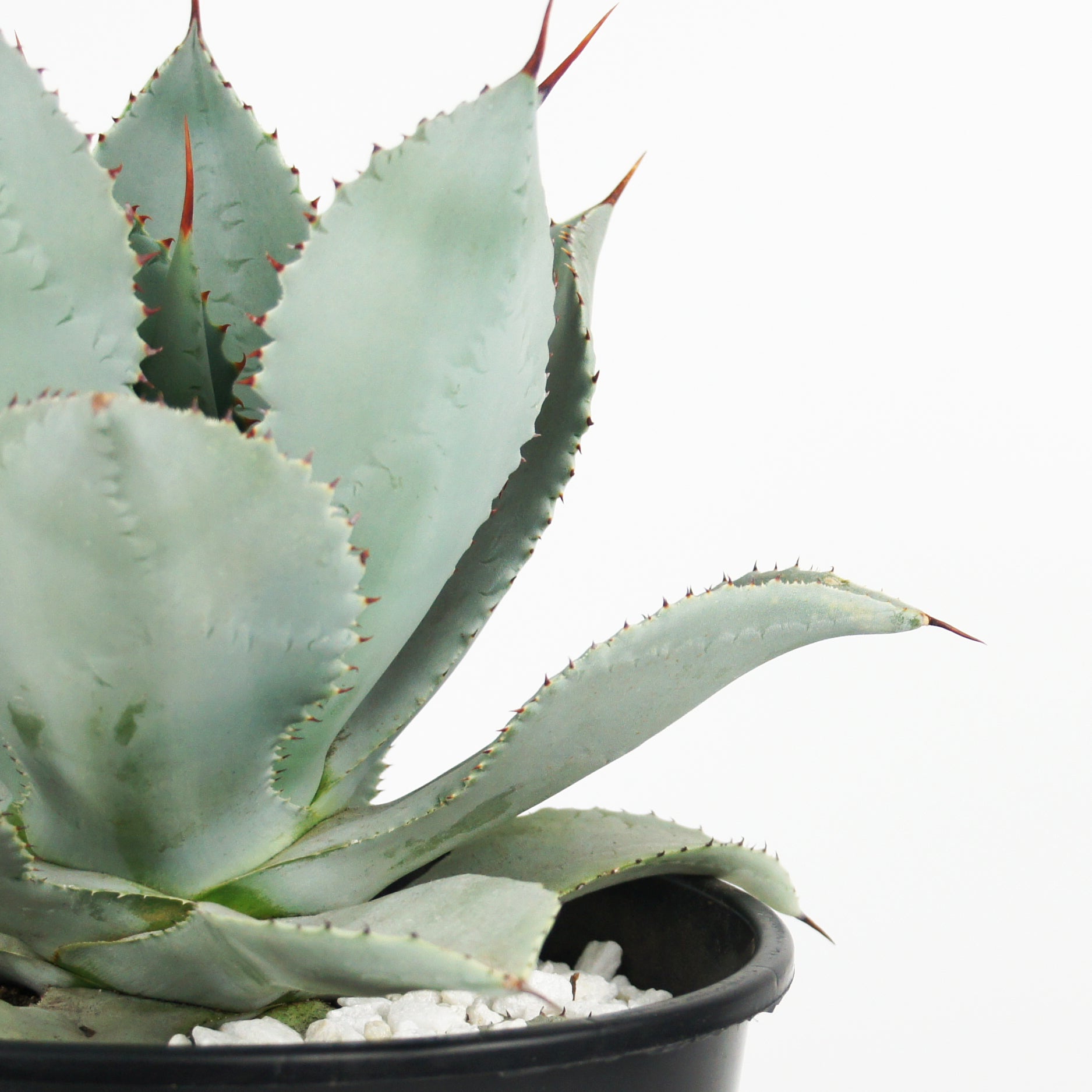 送料無料 ① Agave pygmaea ”Dragon Toes” アガベ ドラゴントゥース 第四種便 抜き苗 Flora Grubb\u0027s Guides: Agave pygmaea \u0027Dragon Toes\u0027