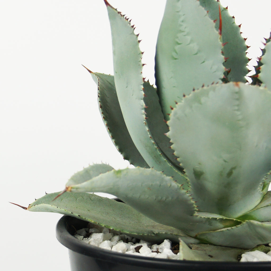 Close-up of Agave pygmae (Dragon Toes Agave), featuring a compact rosette with distinct red speckled imprints on the blue-green leaves. The plant grows to 1-2 feet high and wide, thriving in full sun. It is hardy in USDA zones 9-11 and requires minimal water, making it ideal for container gardening. Blooms attract birds and butterflies, and it is deer-resistant.
