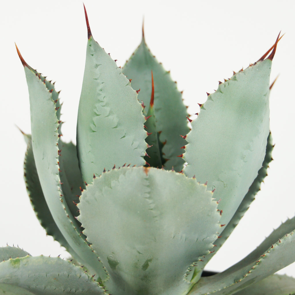 Close-up of Agave pygmae (Dragon Toes Agave), featuring a compact rosette with distinct red speckled imprints on the blue-green leaves. The plant grows to 1-2 feet high and wide, thriving in full sun. It is hardy in USDA zones 9-11 and requires minimal water, making it ideal for container gardening. Blooms attract birds and butterflies, and it is deer-resistant.