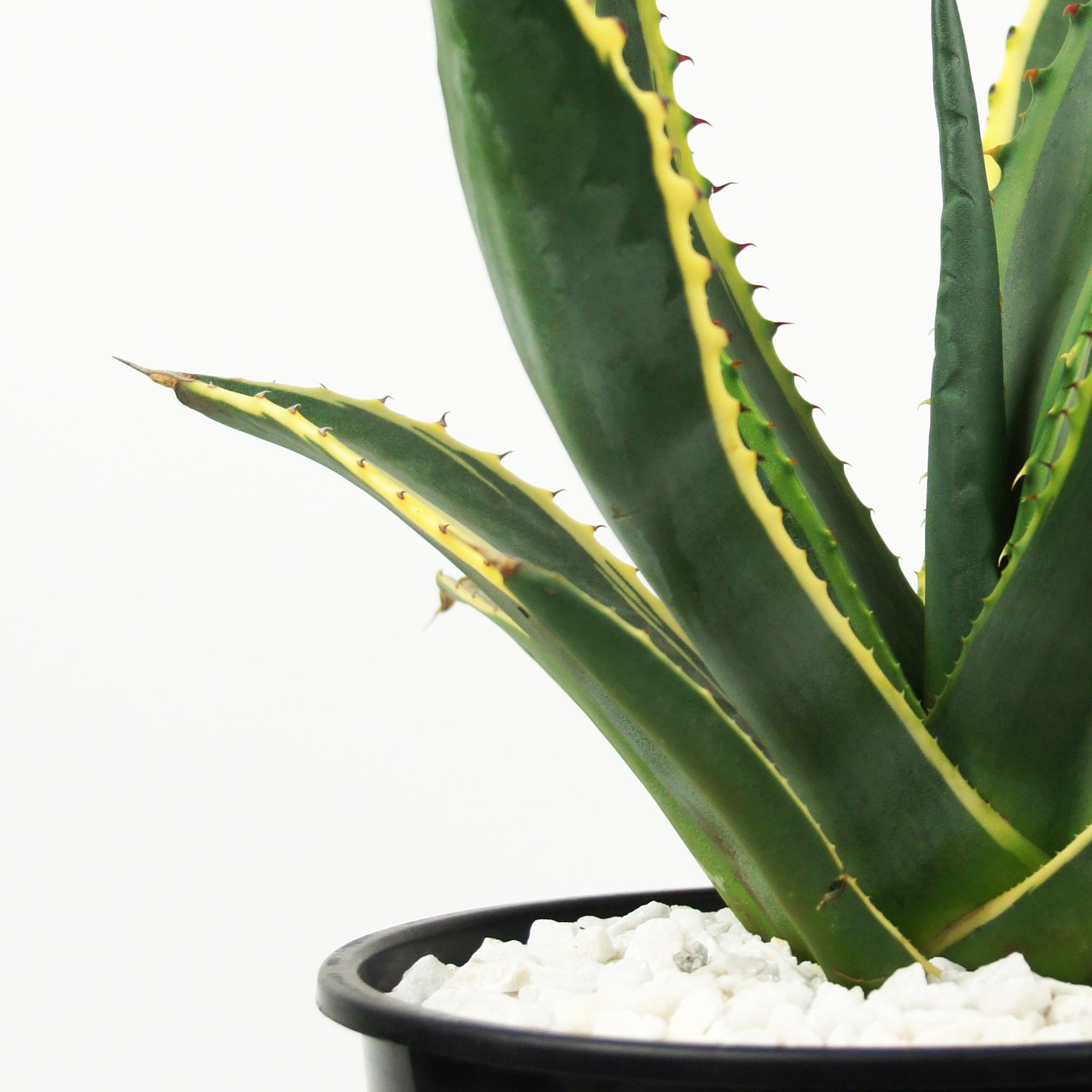 Agave salmiana variegated – Happy Valley Plants