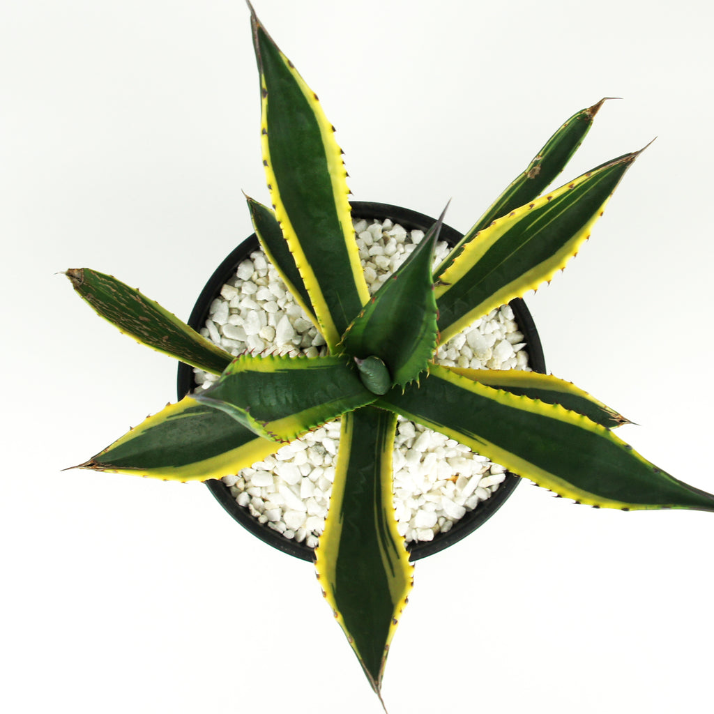 Top down view of Agave salmiana variegated, highlighting the rosette of wide, glossy dark green leaves with yellow bands along the edges. The plant grows to 3-5 feet high and 4-8 feet wide, thriving in full sun. It is hardy in USDA zones 7-11 and makes a striking addition to landscapes and container gardens.






