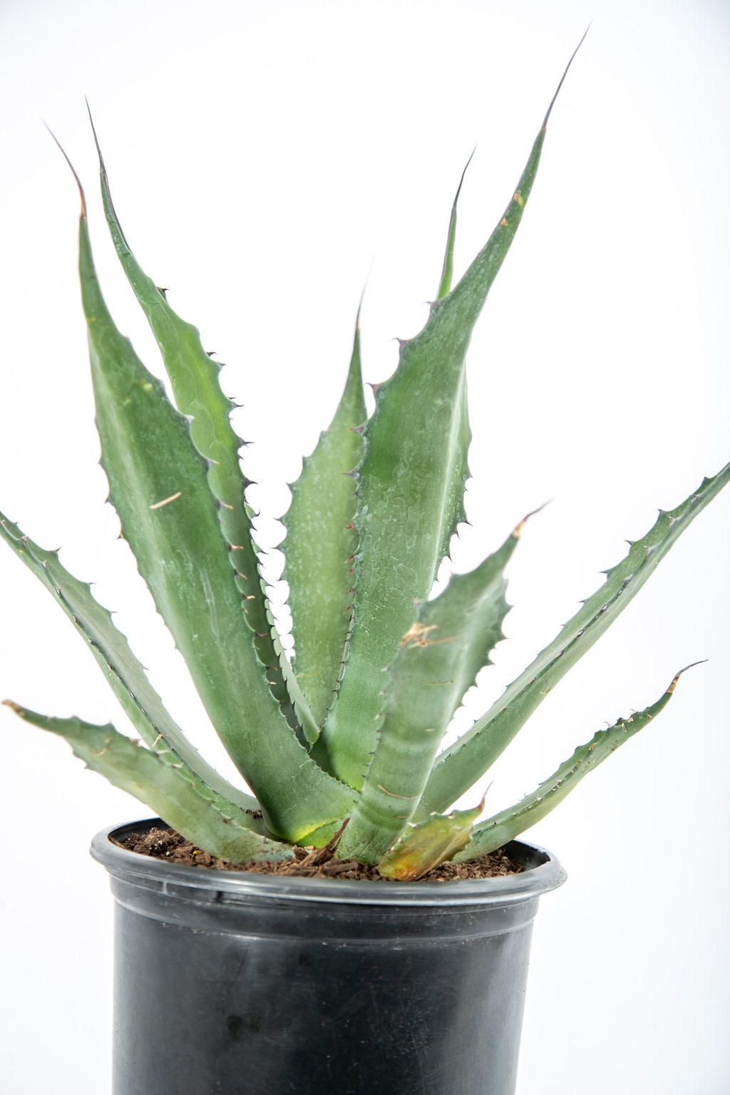 Agave salmiana 'Green Giant' – Happy Valley Plants