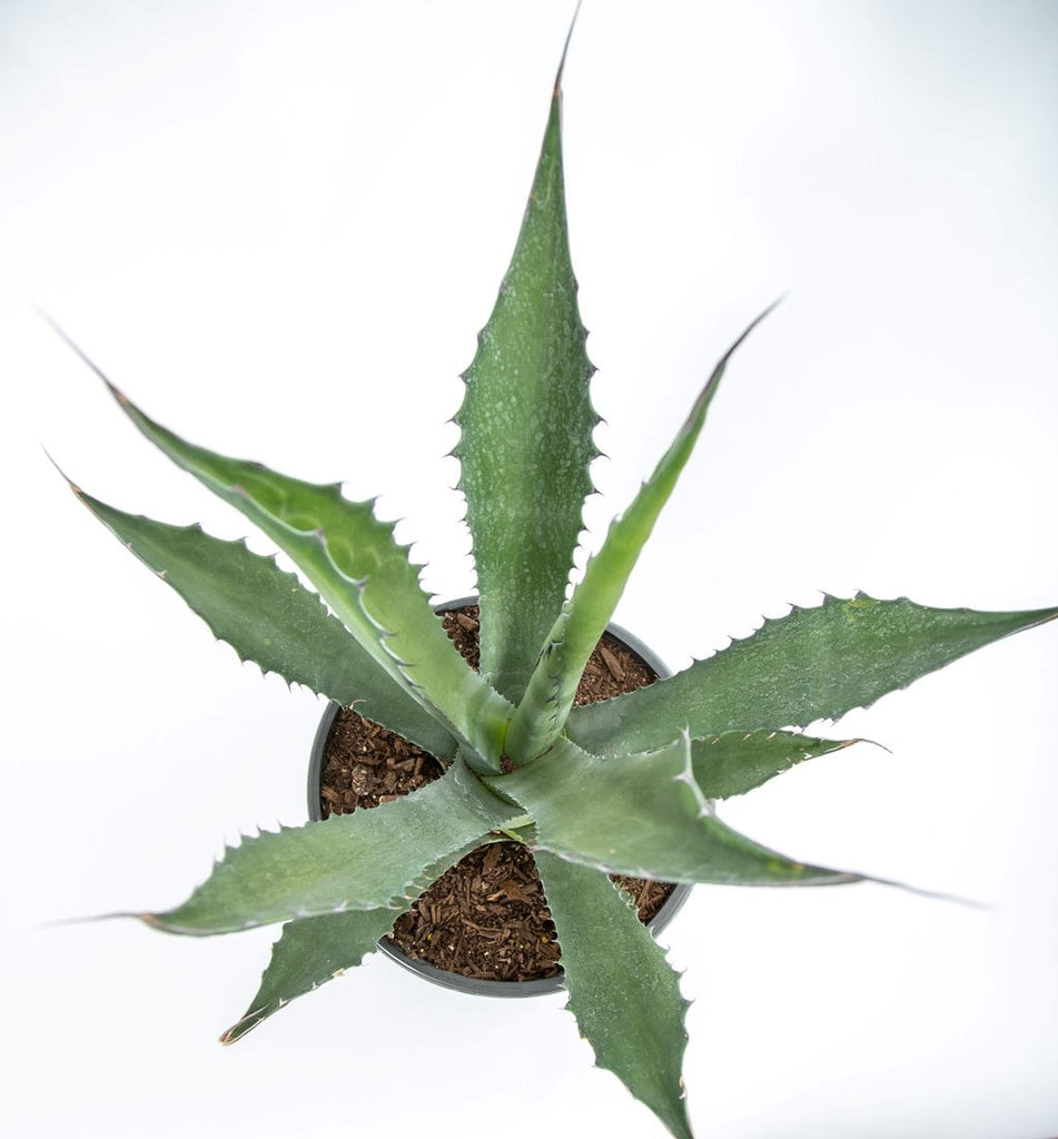 Top-down view of Agave salmiana x ferox 'Green Giant', showcasing its glossy, dark green leaves that can grow up to 7 feet long and 1 foot wide. The leaves feature large marginal teeth and a 2-inch long terminal spine. This agave thrives in full sun, requiring well-drained soil, and grows to 3-5 feet high and 4-8 feet wide. Hardy in USDA zones 7-11.