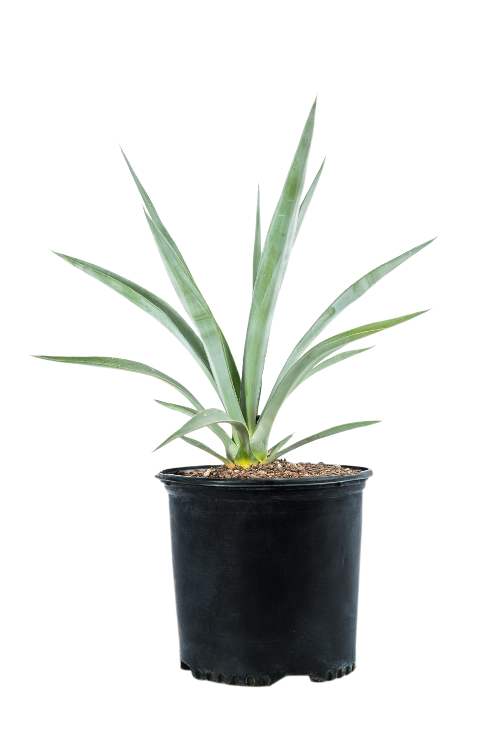 Agave – Happy Plants