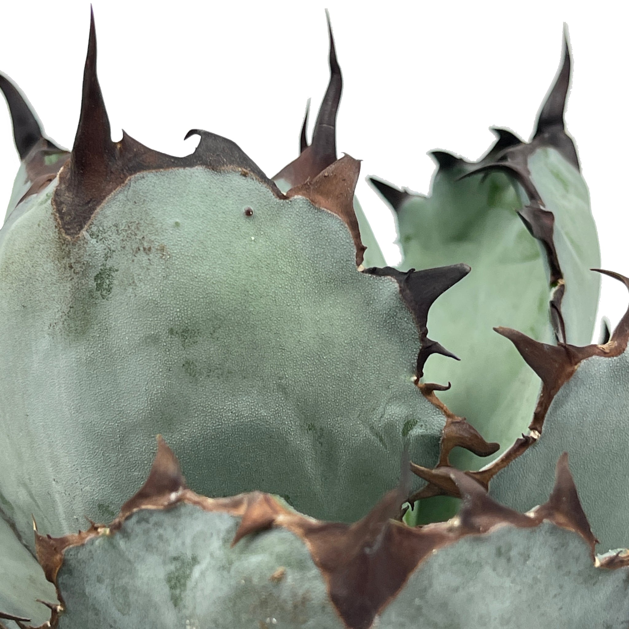 agave titanota Agave titanota 'Black and Blue' – Happy Valley Plants