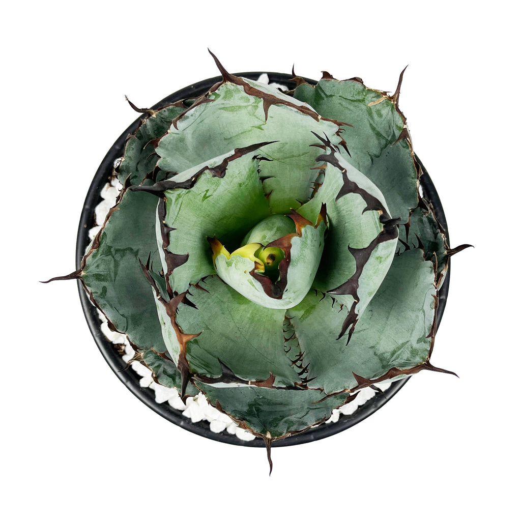 Top-down view of Agave titanota 'Black and Blue', showcasing its rosette of stout, blue-hued leaves with prominent black spines. The plant grows to 1-2 feet wide, thriving in full sun. It is hardy in USDA zones 9-11, preferring well-draining soil.






