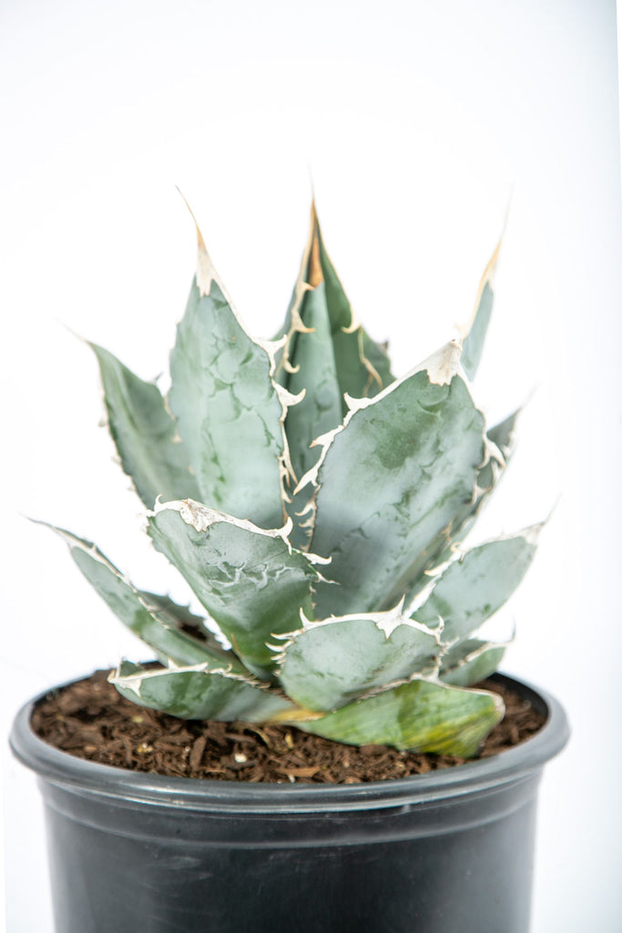 Close-up of Agave titanota 'White Ice,' showcasing its open rosette and broad, pale gray/white leaves with 1-inch terminal spines and curved marginal teeth. The plant reaches 1-2 feet in height and 2-3 feet in width, thriving in full sun and requiring well-drained soil. Known for its striking appearance, this agave is hardy to USDA zones 9-11.