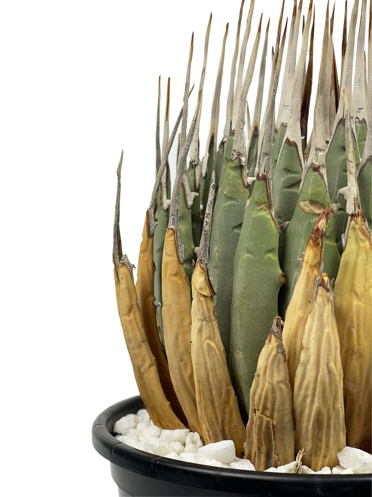 Close-up of Agave utahensis 'Eborispina,' highlighting its ivory-colored, twisting terminal spines and heavily toothed leaf margins. The small, rare agave features 4 to 8-inch long leaves with intricate details, showcasing its unique, clump-forming growth.