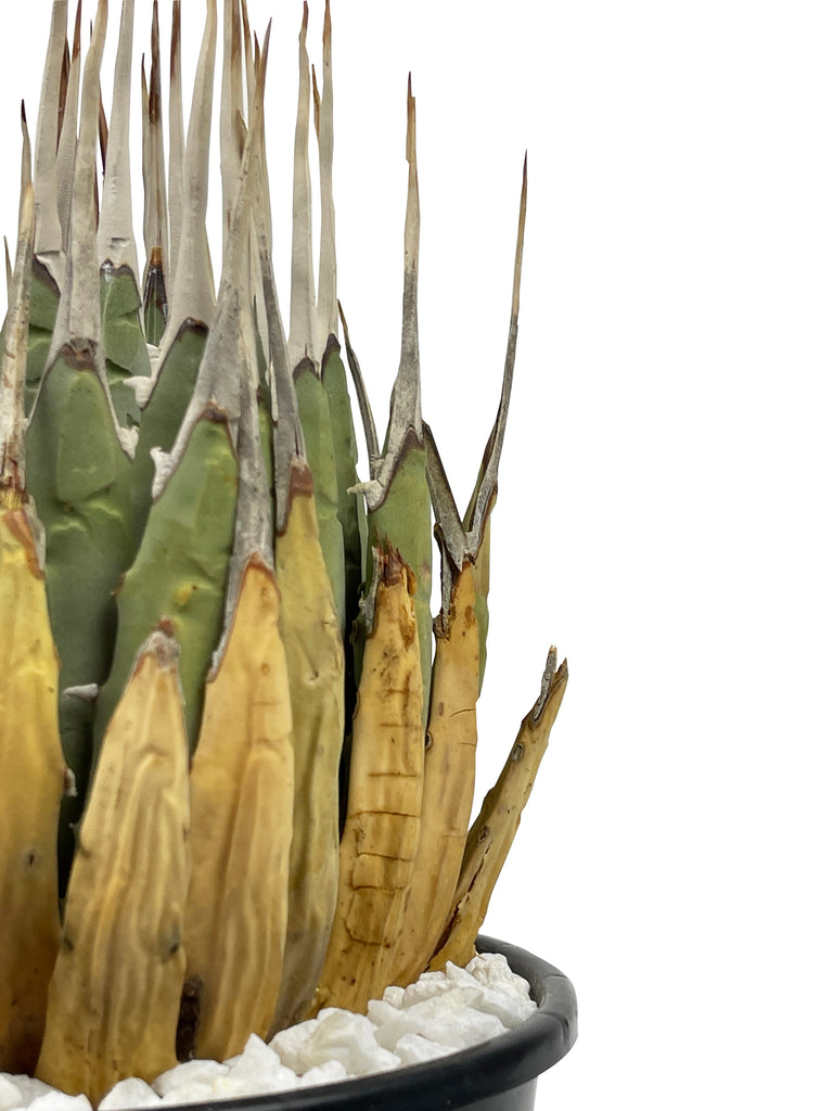 Close-up of Agave utahensis 'Eborispina,' highlighting its ivory-colored, twisting terminal spines and heavily toothed leaf margins. The small, rare agave features 4 to 8-inch long leaves with intricate details, showcasing its unique, clump-forming growth.