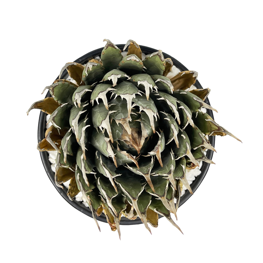 Top-down view of Agave utahensis 'Eborispina,' displaying its unique ivory-colored, twisting terminal spines and heavily toothed leaf margins. The small, clump-forming agave features long, narrow leaves in a symmetrical arrangement.