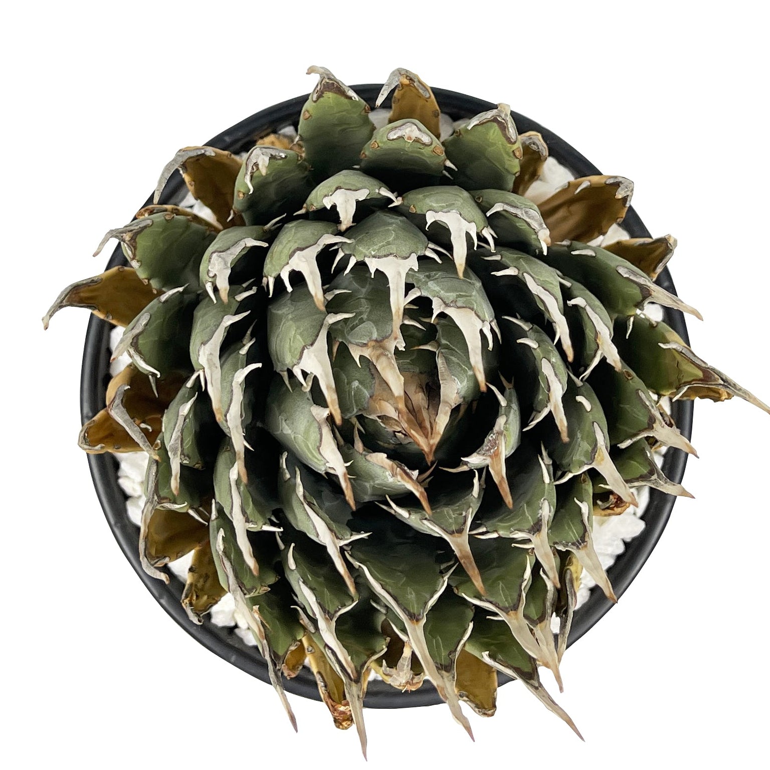 succulents that grow in utah Agave utahensis v. eborispina