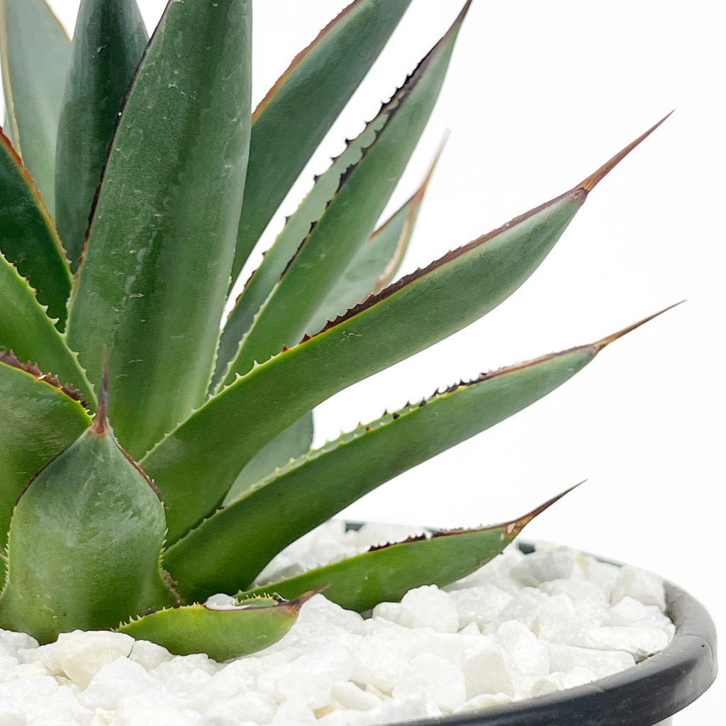 Close-up of Agave x 'Blue Glow' showcasing its striking 18-inch long blue-green leaves with vibrant red edges that glow when illuminated by sunlight. This popular hybrid agave is known for its adaptable, easy-to-grow nature, thriving in full to part sun, with its yellowish-green flowers blooming when mature.