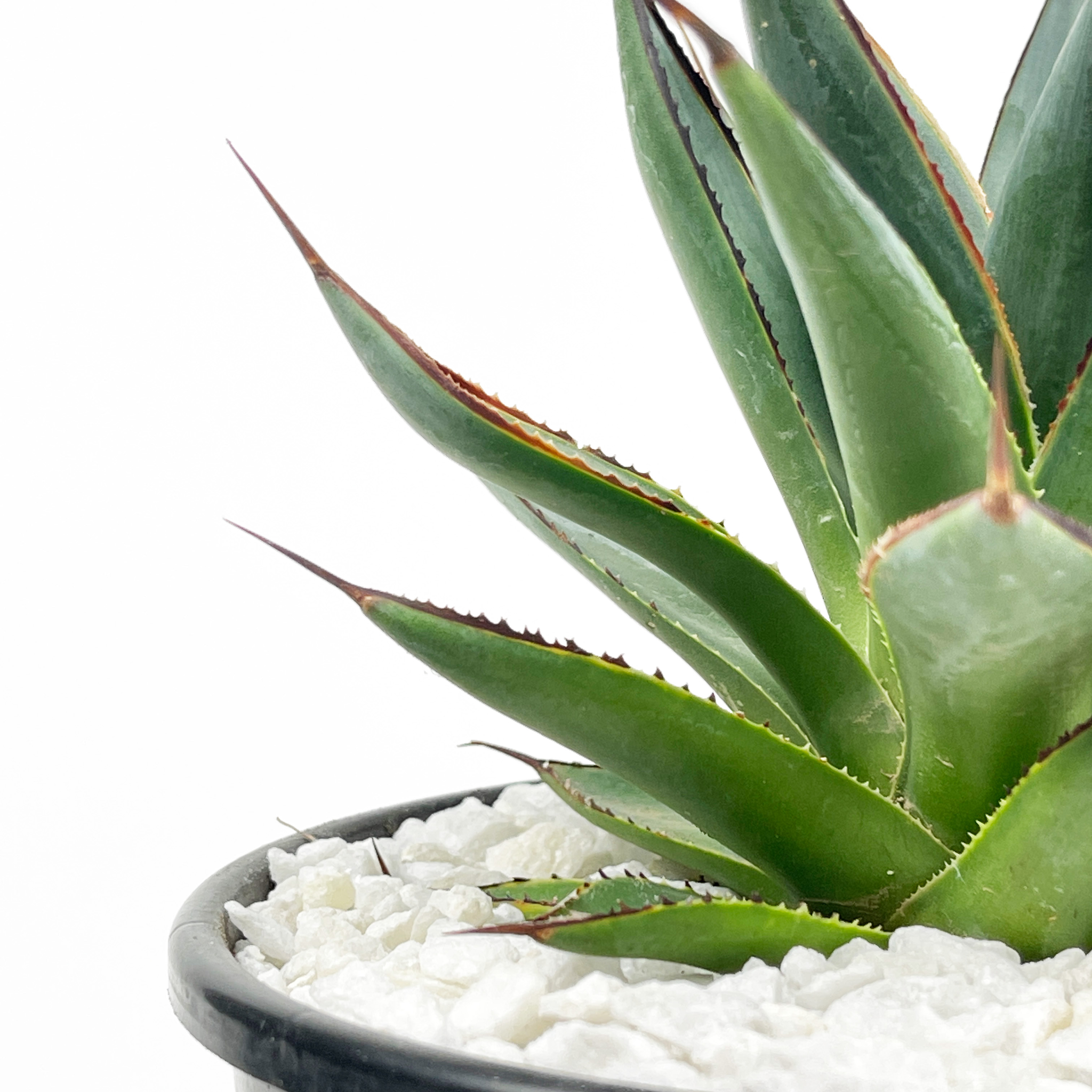 アガベ Agave Blue Glow ,variegata 219 Shop 'Agave Blue Glow