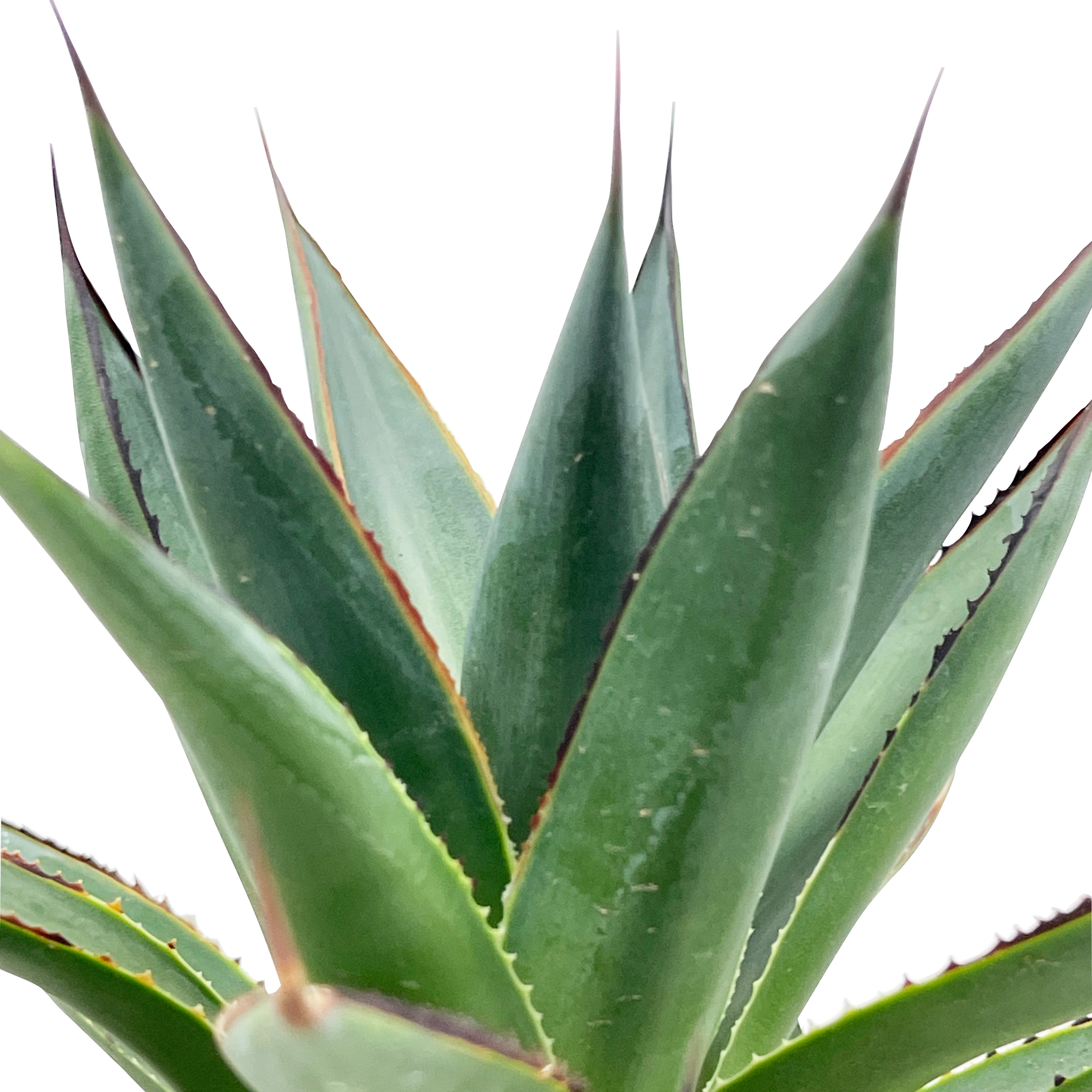 Agave x 'Blue Glow' – Happy Valley Plants