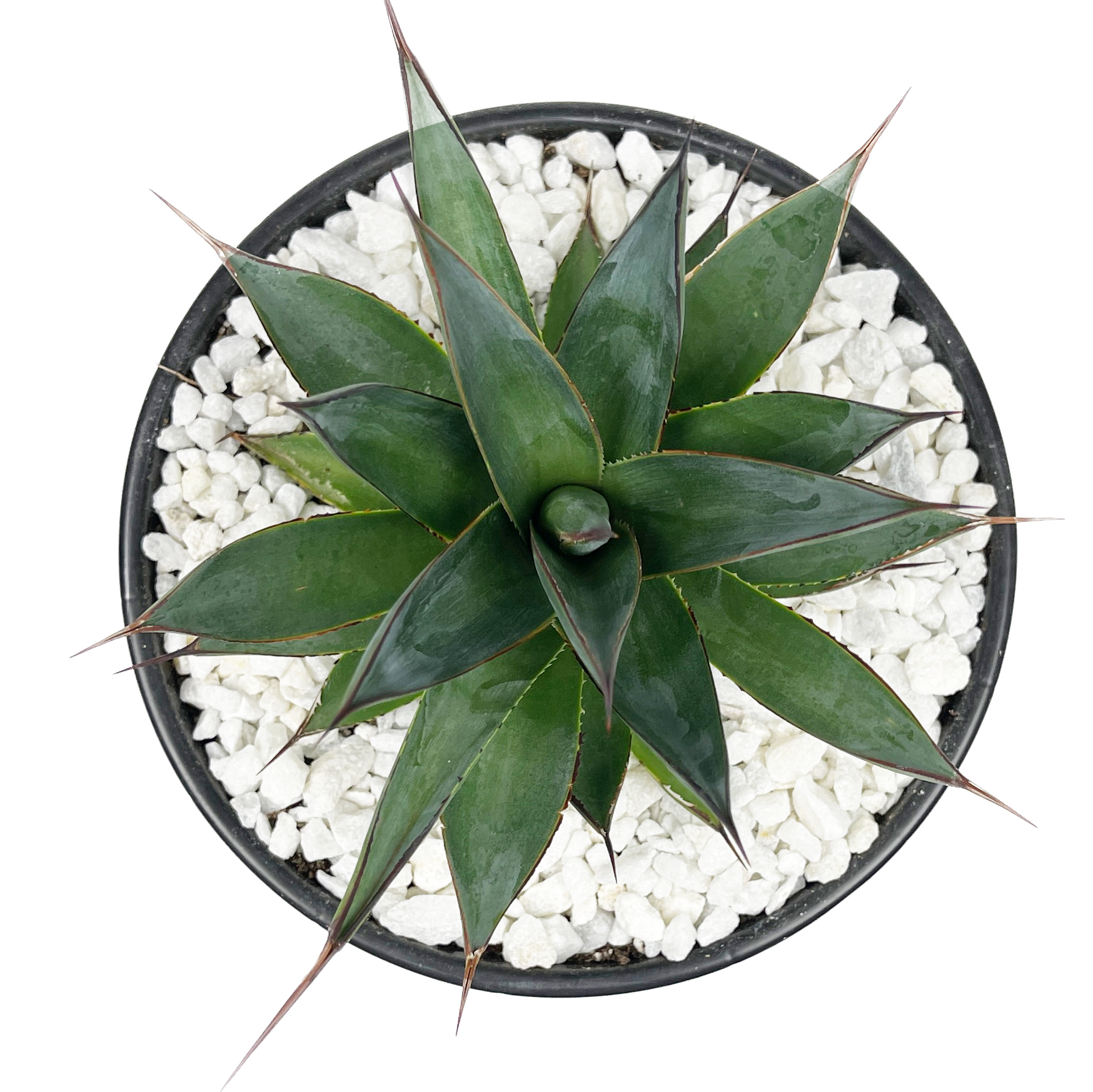 Agave x 'Blue Glow' – Happy Valley Plants