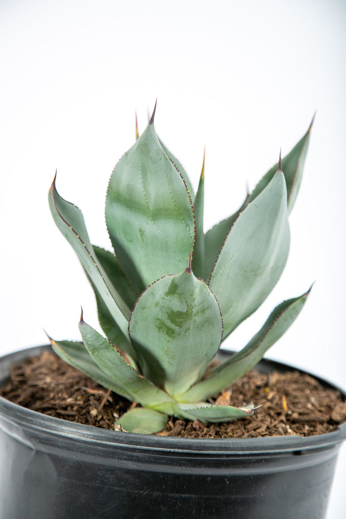 Close-up of Agave x 'Nova' (Agave celsii hybrid), showcasing its smooth, gunmetal gray-green leaves that are 3-5 inches wide and up to 1 foot long. The leaves have tiny or no marginal teeth and a short terminal spine. This agave thrives in partial to heavy shade and is ideal for pots or shady planters. Hardy in USDA zones 8-11, growing 1-2 feet tall and 2-3 feet wide.