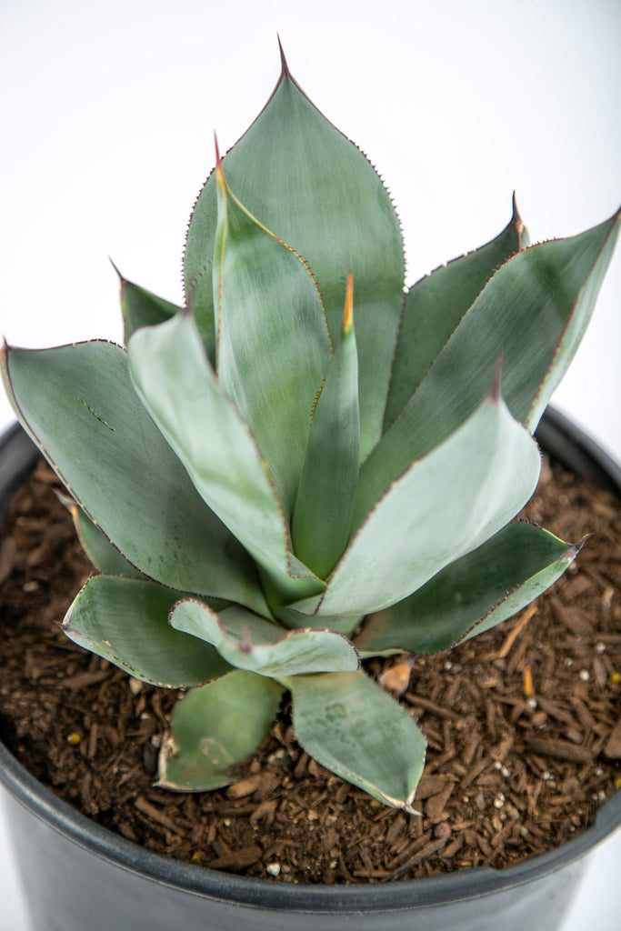 Close-up of Agave x 'Nova' (Agave celsii hybrid), showcasing its smooth, gunmetal gray-green leaves that are 3-5 inches wide and up to 1 foot long. The leaves have tiny or no marginal teeth and a short terminal spine. This agave thrives in partial to heavy shade and is ideal for pots or shady planters. Hardy in USDA zones 8-11, growing 1-2 feet tall and 2-3 feet wide.