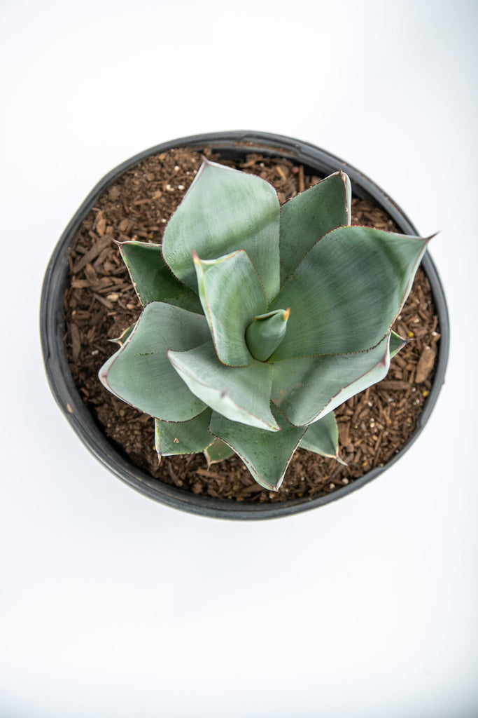 Top-down view of Agave x 'Nova' (Agave celsii hybrid), showing its gunmetal gray-green leaves that are smooth, almost silky, with minimal marginal teeth and a short terminal spine. This small, shade-tolerant agave thrives in part to heavy shade, growing 1-2 feet tall and 2-3 feet wide, suitable for pots or shady planters in USDA zones 8-11