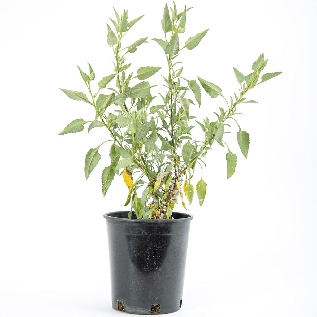 Shrub Collection – Happy Valley Plants