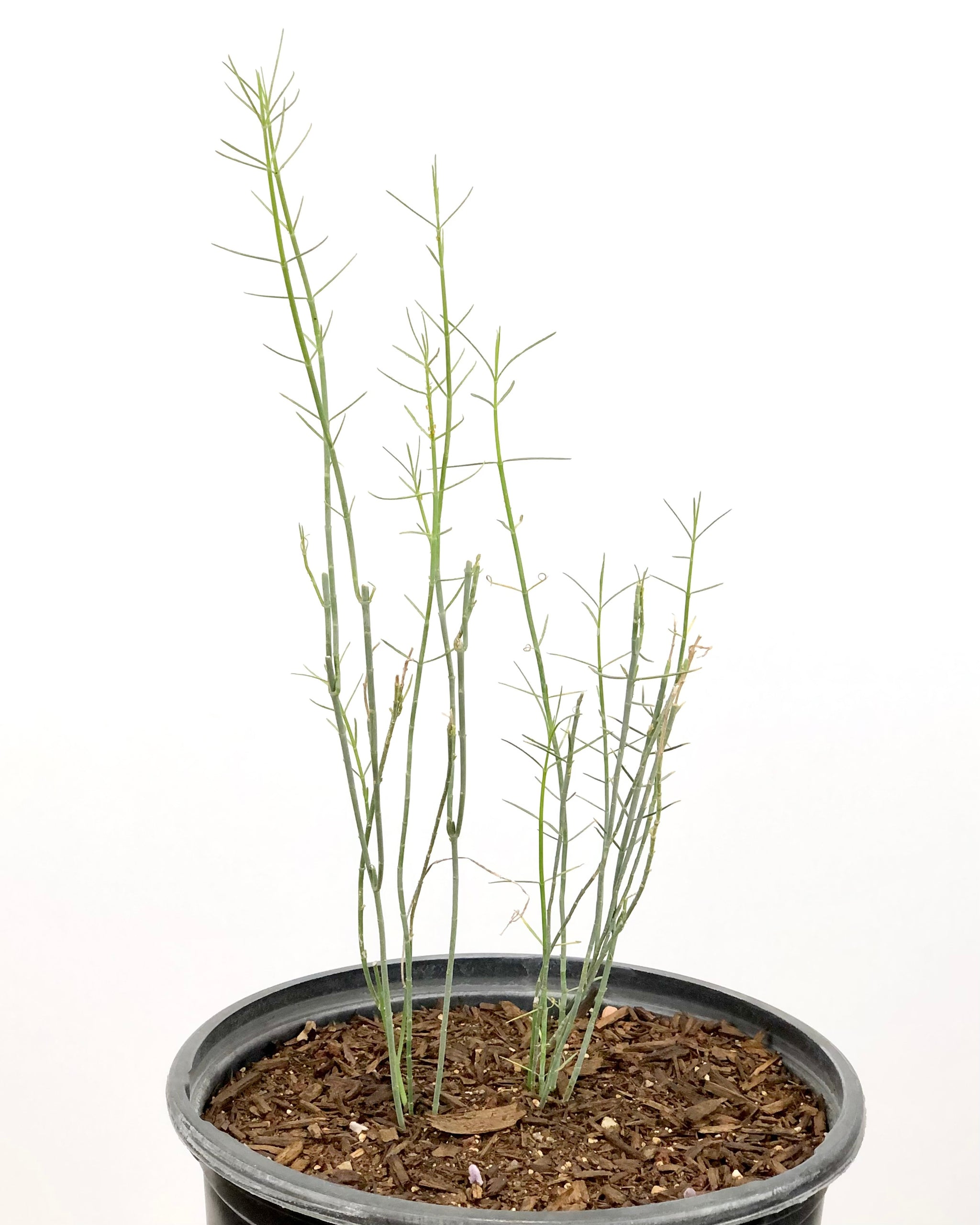 milkweed succulent Asclepias subulata