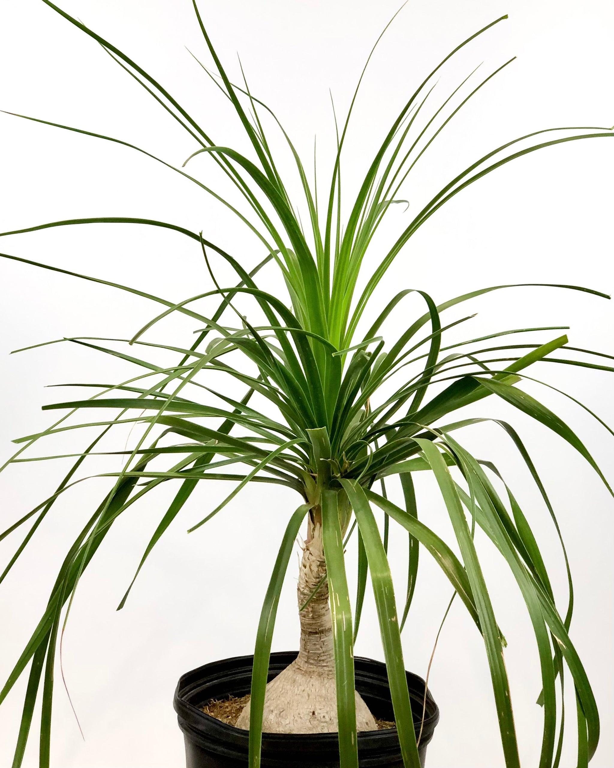 Beaucarnea recurvata - Ponytail Palm, Elephant Foot – Happy Valley