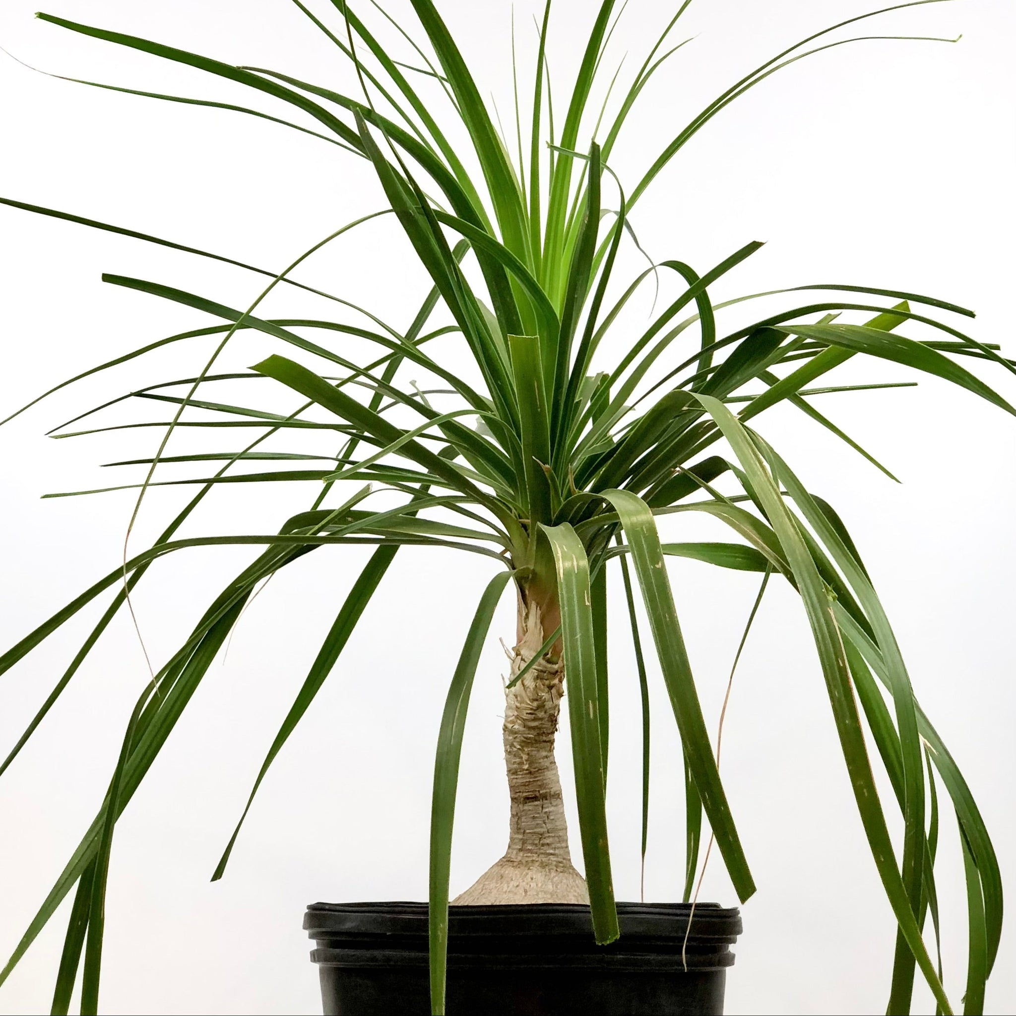 Beaucarnea recurvata - Ponytail Palm, Elephant Foot – Happy Valley