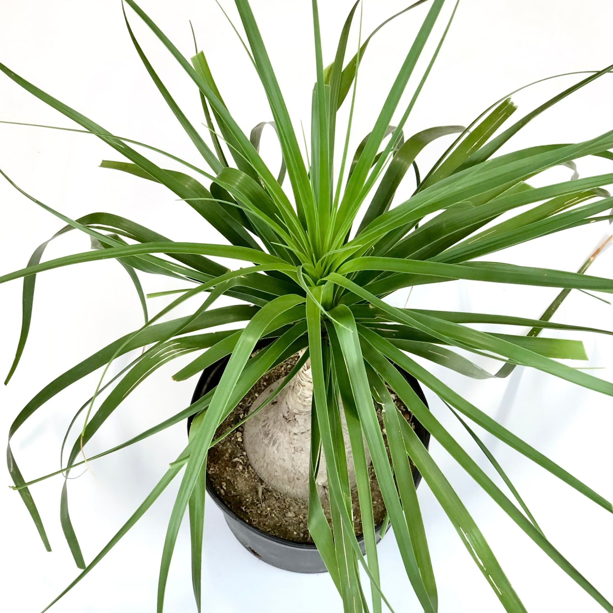 Beaucarnea recurvata - Ponytail Palm, Elephant Foot – Happy Valley