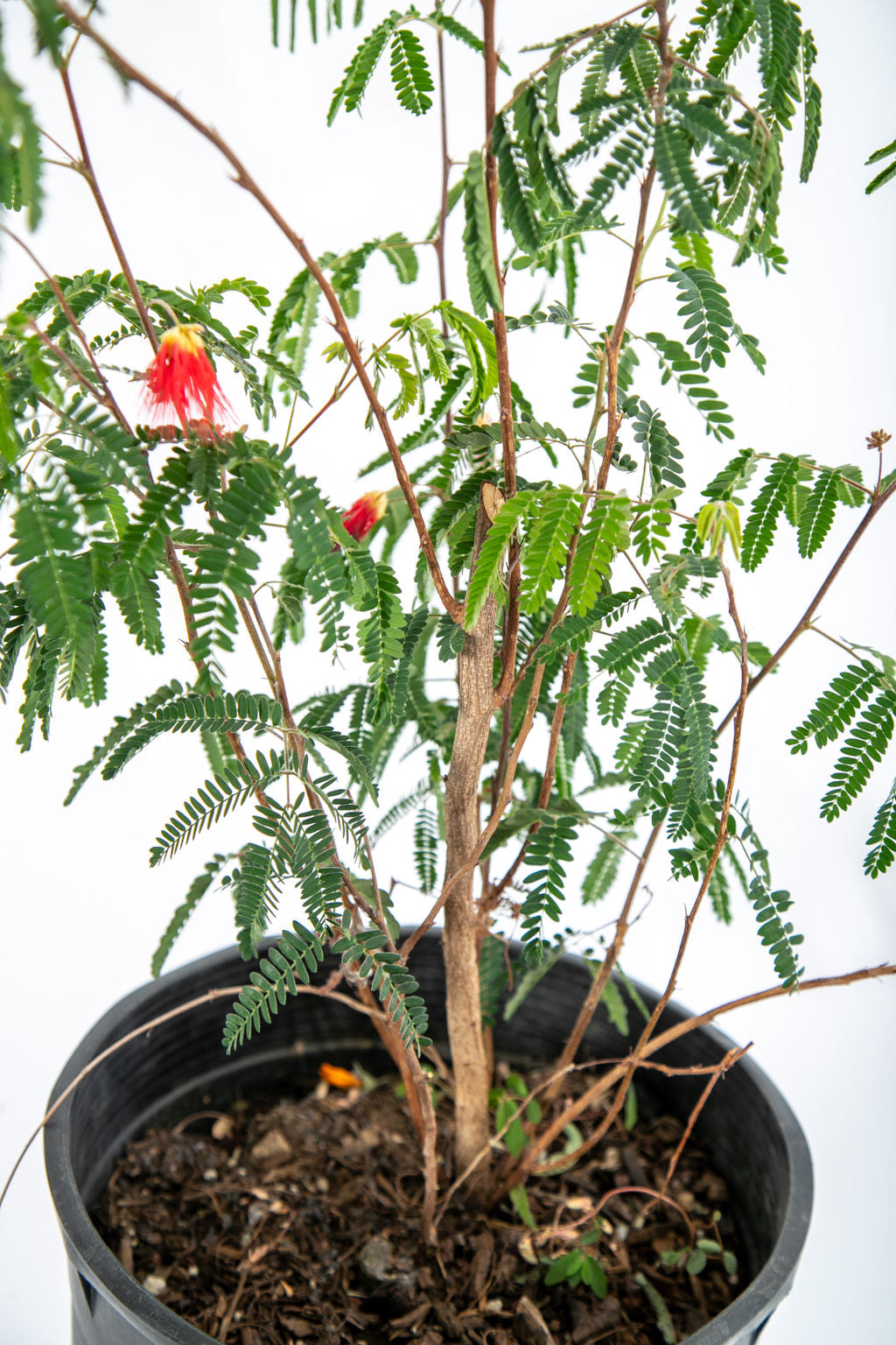 Calliandra californica- Baja fairy duster – Happy Valley Plants