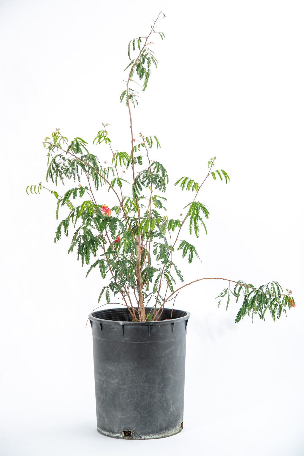 house plant duster Calliandra californica- Baja fairy duster – Happy Valley Plants