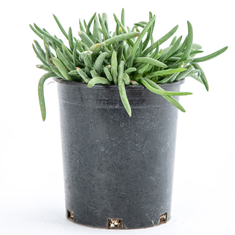 succulent with red spikes Cephalophyllum 'Red Spike' – Happy Valley Plants