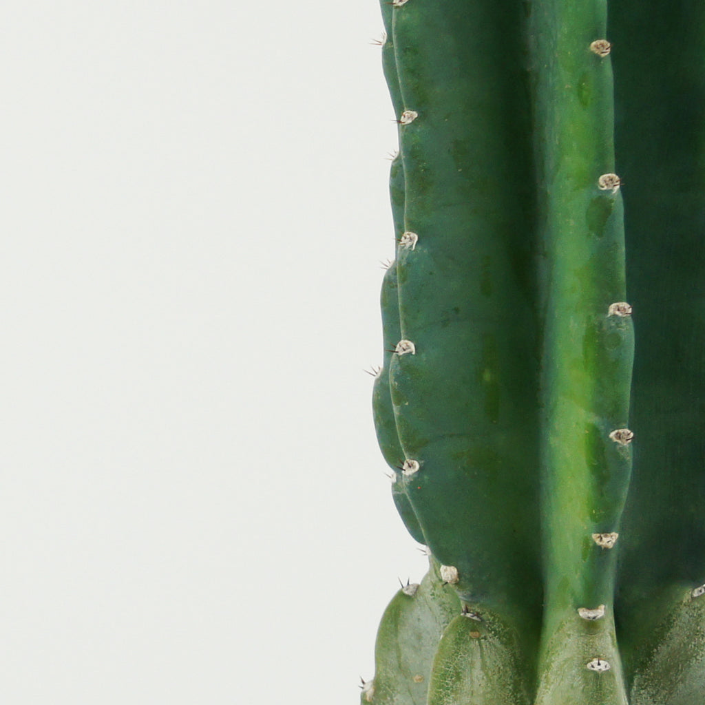 Close up view of Cereus peruvianus, focusing on its blue-green waxy flesh and the white, fuzzy areoles along the deep ribs. The cactus is adorned with protective spines and produces large white funnel-shaped flowers in spring. This cactus grows to 10-20 feet high and 6-12 feet wide in full sun, followed by red apple-like fruits.