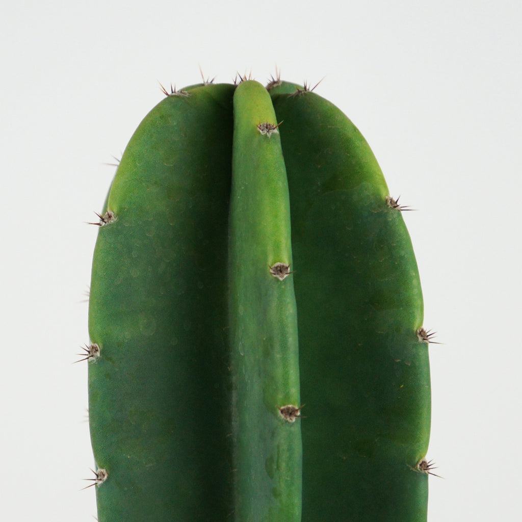 Close up view of Cereus peruvianus, focusing on its blue-green waxy flesh and the white, fuzzy areoles along the deep ribs. The cactus is adorned with protective spines and produces large white funnel-shaped flowers in spring. This cactus grows to 10-20 feet high and 6-12 feet wide in full sun, followed by red apple-like fruits.