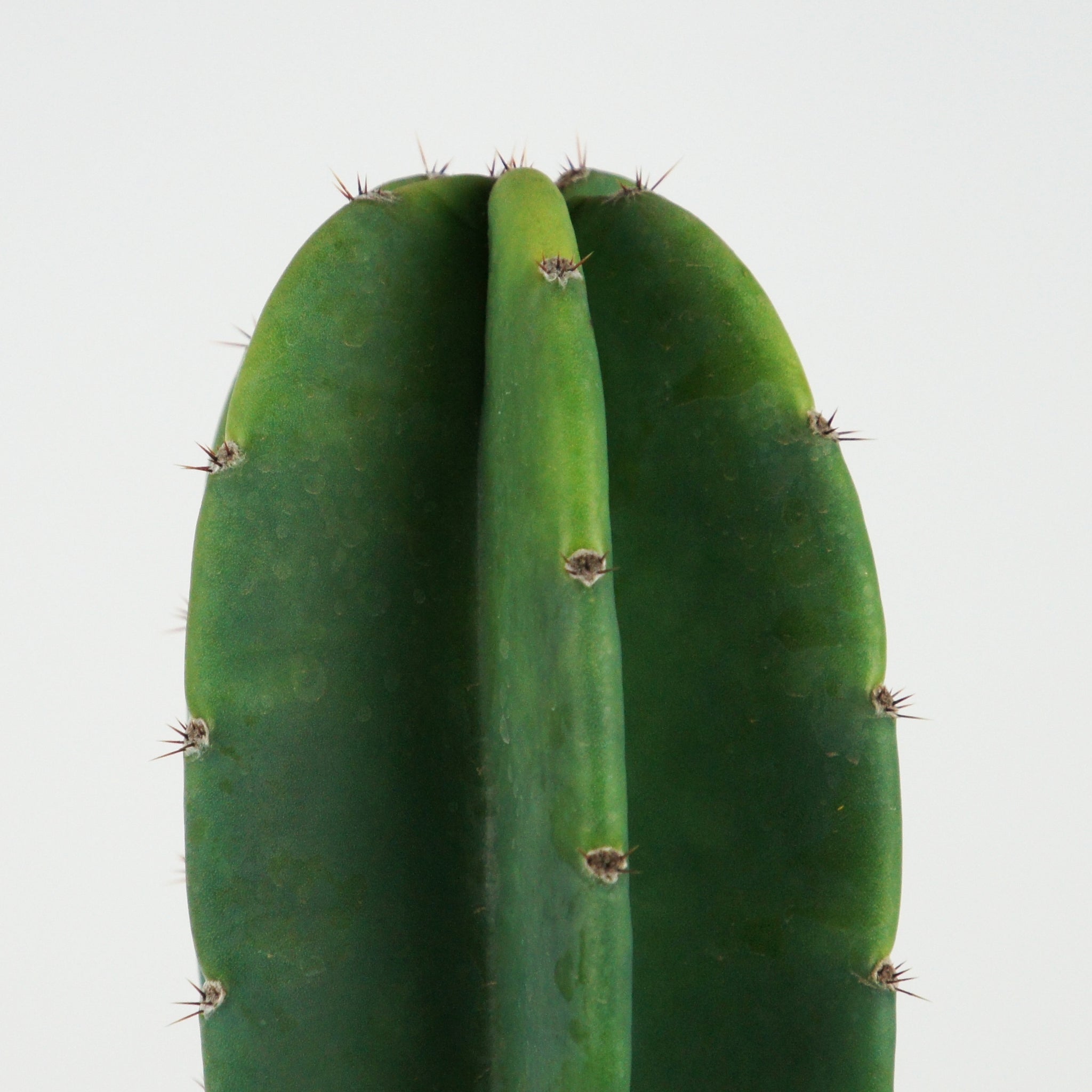 Cereus peruvianus