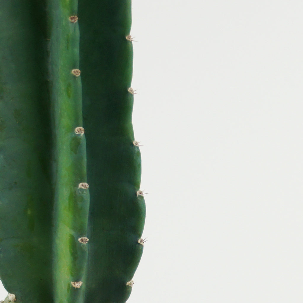 Close up view of Cereus peruvianus, focusing on its blue-green waxy flesh and the white, fuzzy areoles along the deep ribs. The cactus is adorned with protective spines and produces large white funnel-shaped flowers in spring. This cactus grows to 10-20 feet high and 6-12 feet wide in full sun, followed by red apple-like fruits.