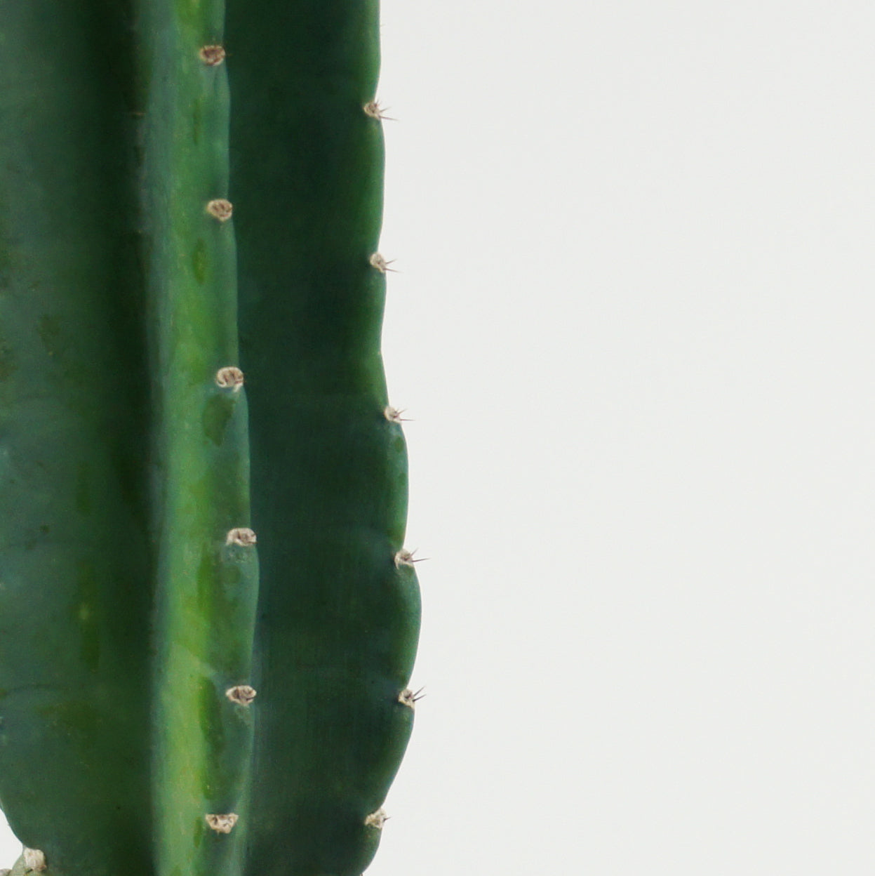 peruvian apple cactus vs san pedro Cereus peruvianus