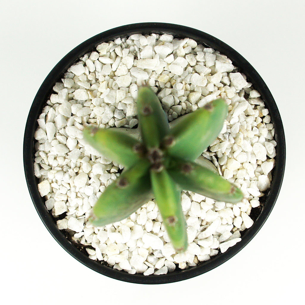 Top down view of Cereus peruvianus, highlighting the branching structure of its deep-ribbed cylindrical body. The cactus displays a striking, candelabra-like arrangement, with white, fuzzy areoles along the ribs. It grows up to 10-20 feet high and 6-12 feet wide, producing large white flowers and red apple-like fruits. Ideal for full sun exposure and hardy in USDA zones 9-12.