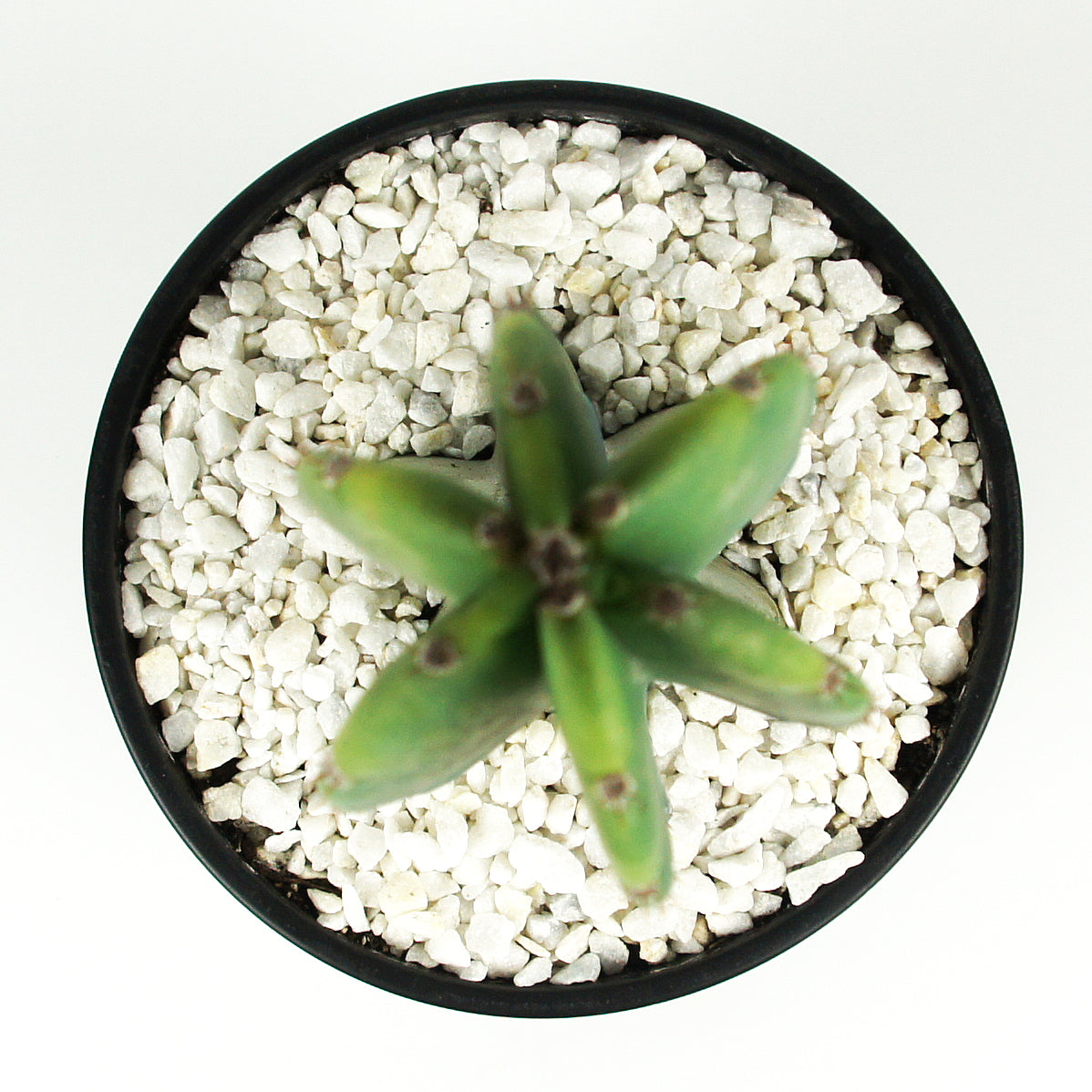 peruvian succulents Cereus peruvianus