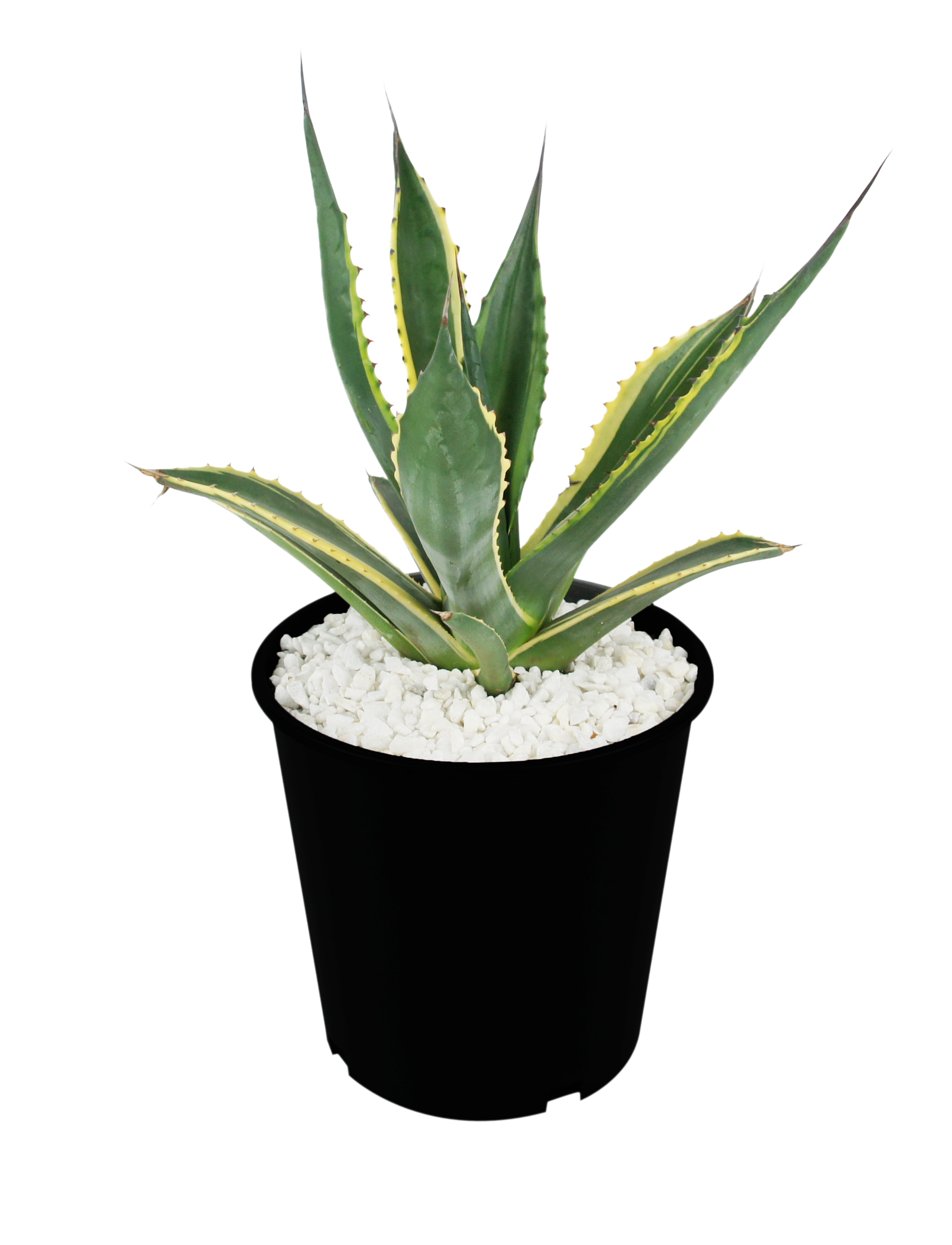 Agave Collection – Happy Valley Plants