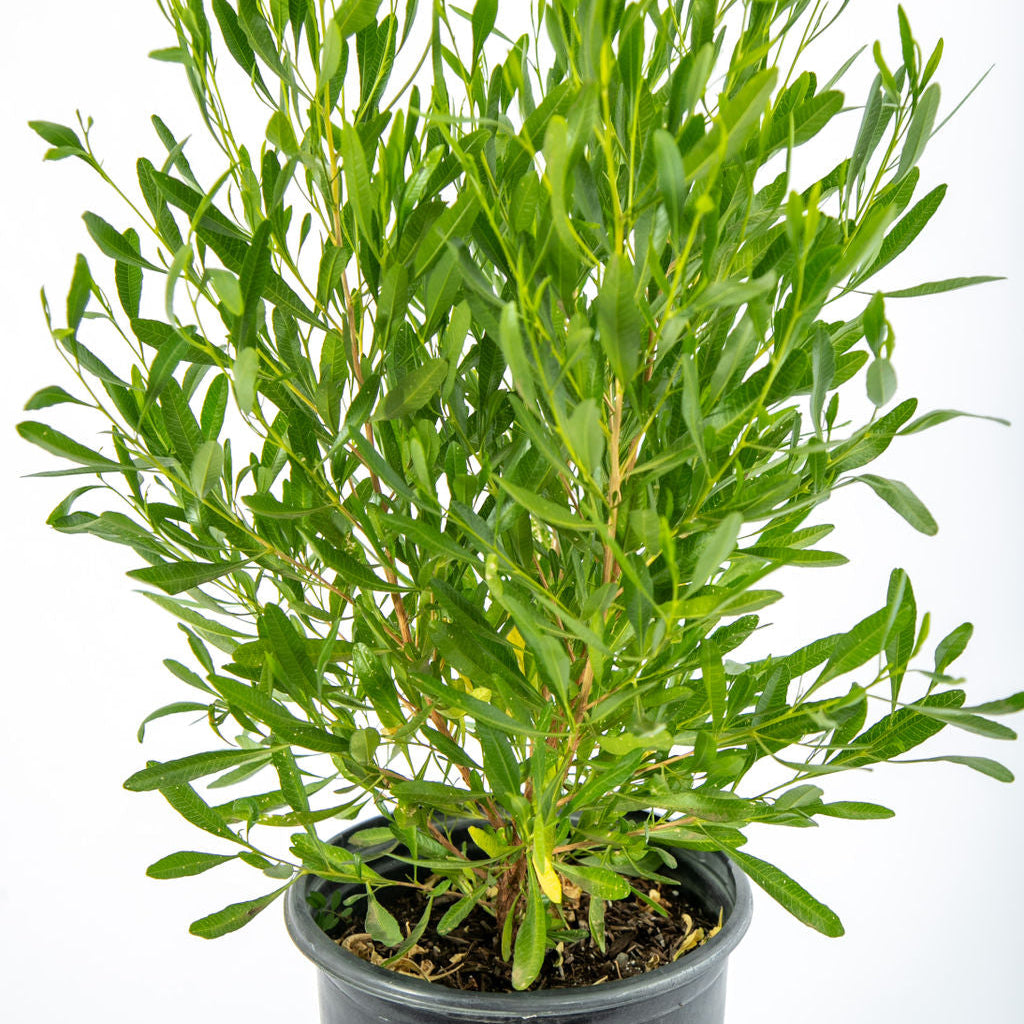 Dodonaea viscosa
