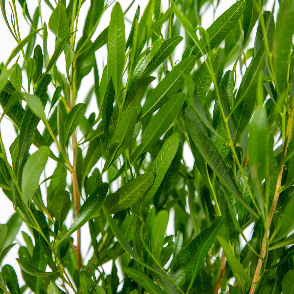 Dodonaea viscosa