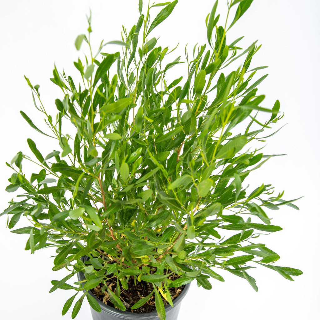 Dodonaea viscosa - Green Hopseed Bush – Happy Valley Plants