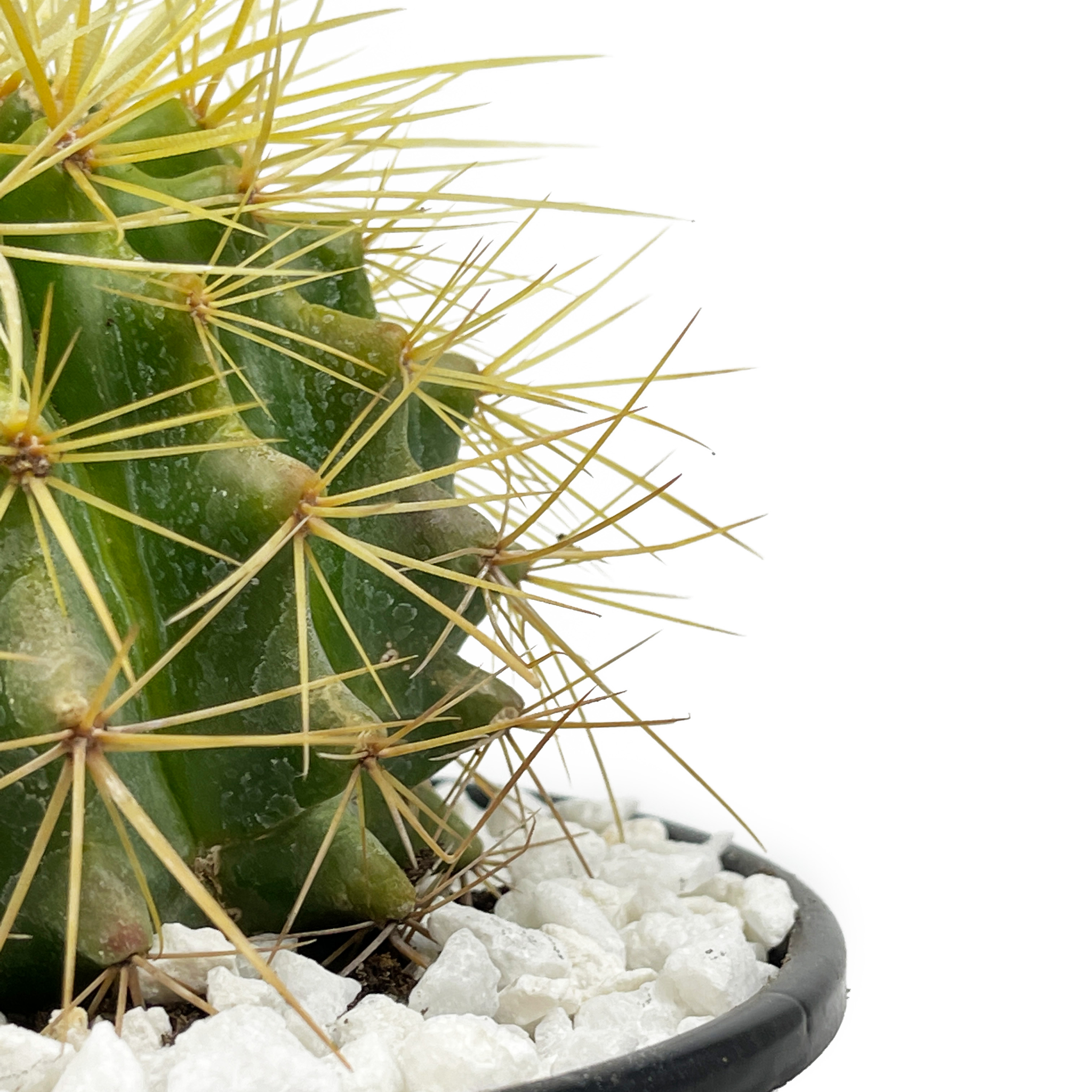 Echinocactus grusonii