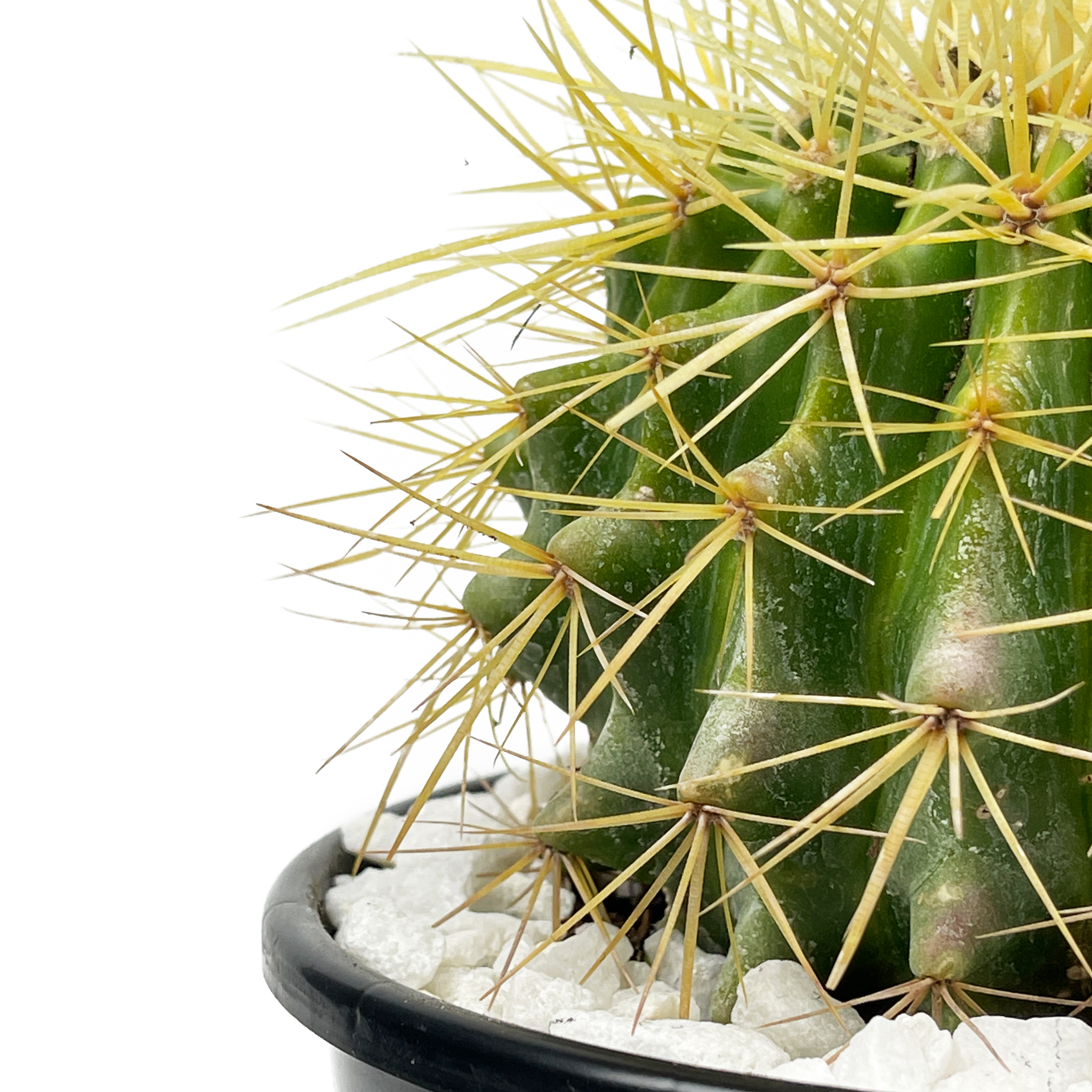 Echinocactus grusonii