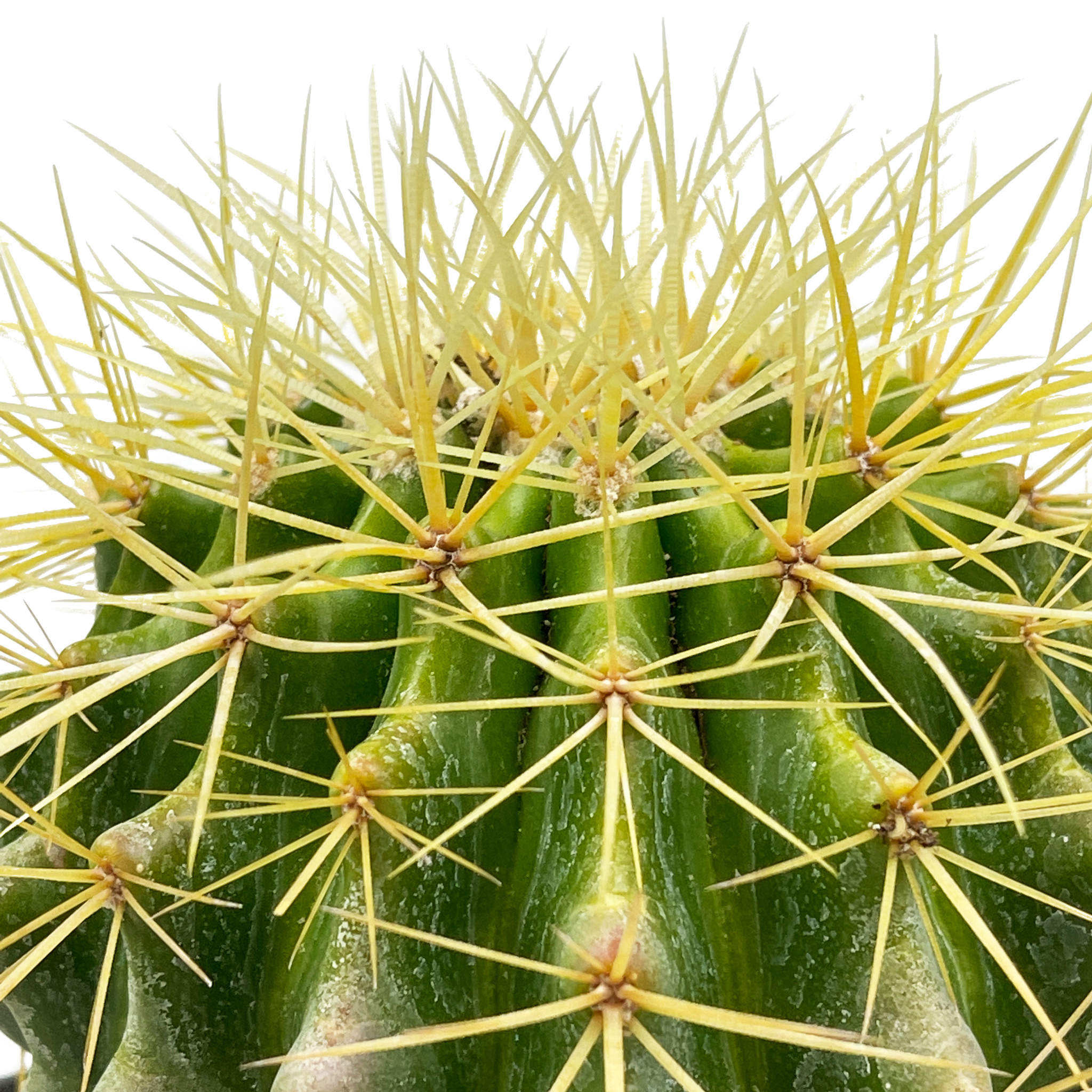round cactus succulent Echinocactus grusonii